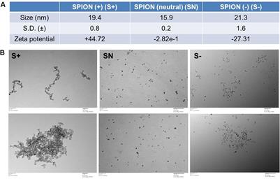 Differently Charged Super-Paramagnetic Iron Oxide Nanoparticles Preferentially Induced M1-Like Phenotype of Macrophages